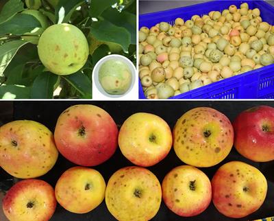 Is calcium deficiency the real cause of bitter pit? A review